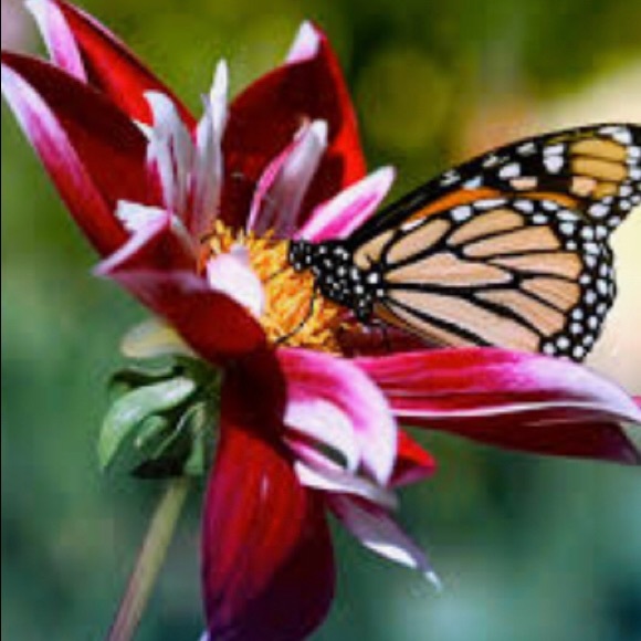 HAVE A BEAUTIFUL DAY.πππ - Picture 5 of 6